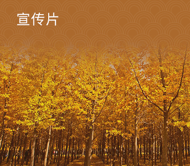 银杏林与节令公园资源